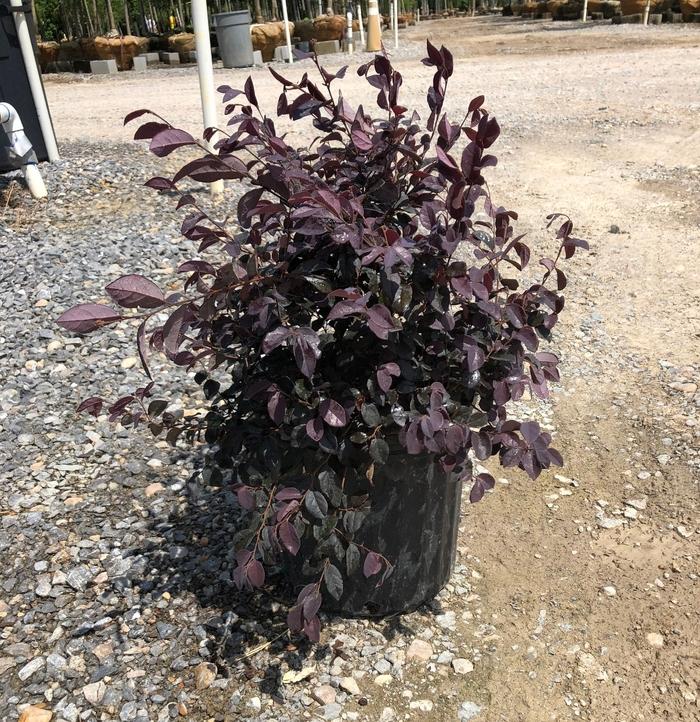 Loropetalum chinense var. rubrum 'Ruby'