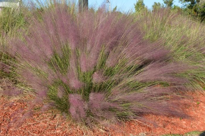 Muhlenbergia capillaris ''