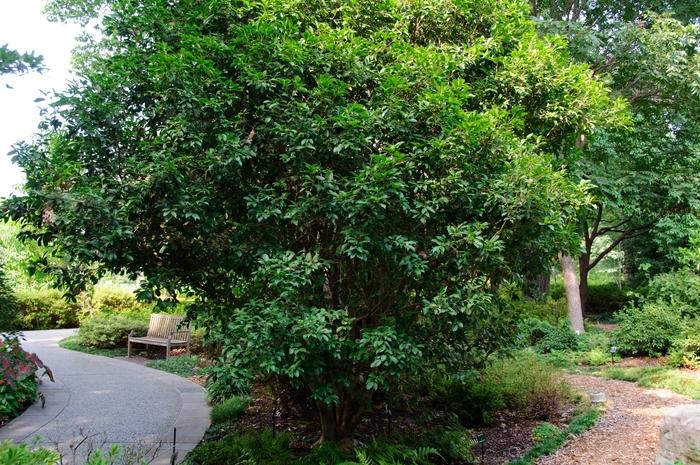 Osmanthus fragrans ''