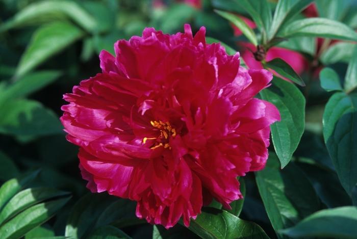 Paeonia hybrid 'Karl Rosenfield'
