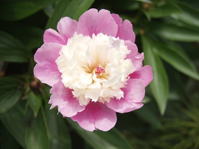 Paeonia lactiflora 'Sorbet'