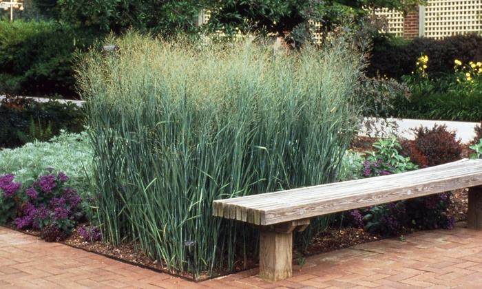 Panicum virgatum 'Heavy Metal'