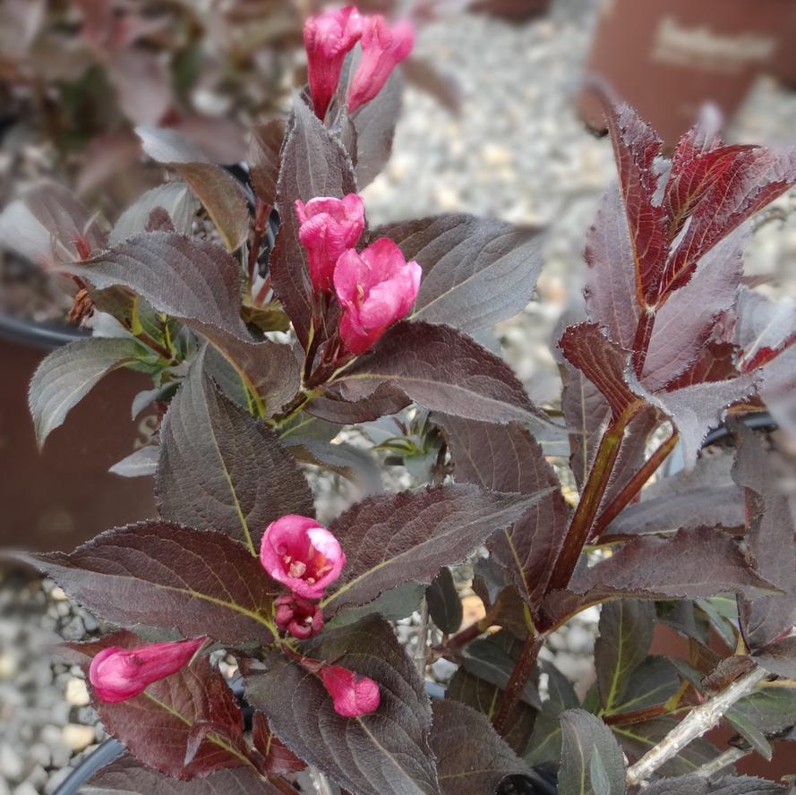 Weigela florida 'Shining Sensation™'