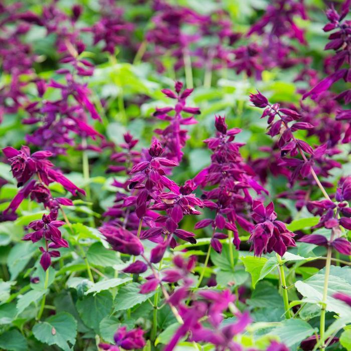Salvia splendens Saucy™ 'Purple'