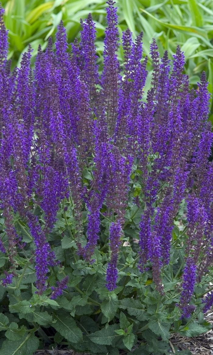 Salvia x sylvestris 'May Night'
