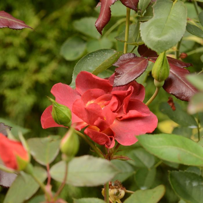 Rosa x 'Cinco de Mayo™'