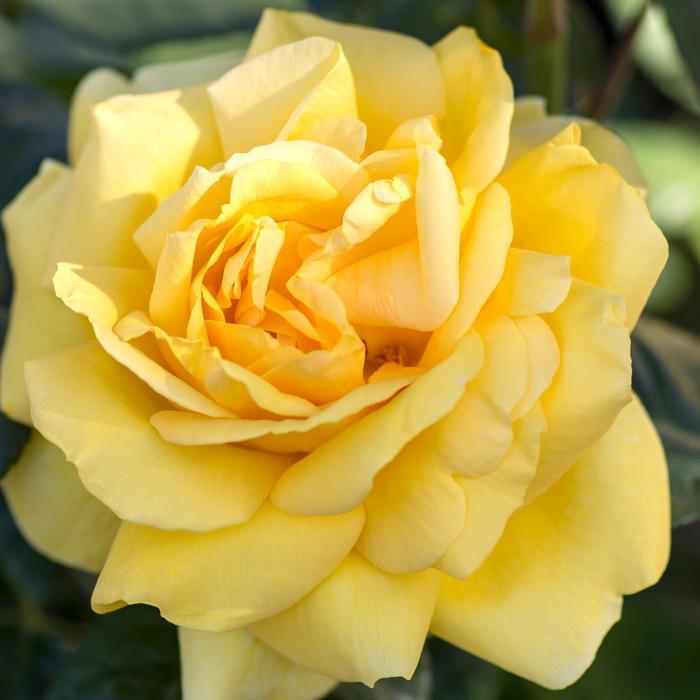 Rosa x Bloomables® 'Michelangelo™'