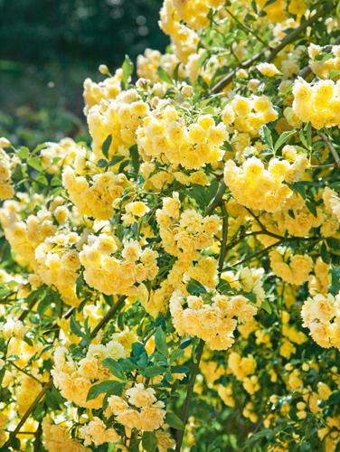Rosa banksiae 'Lady Banks'
