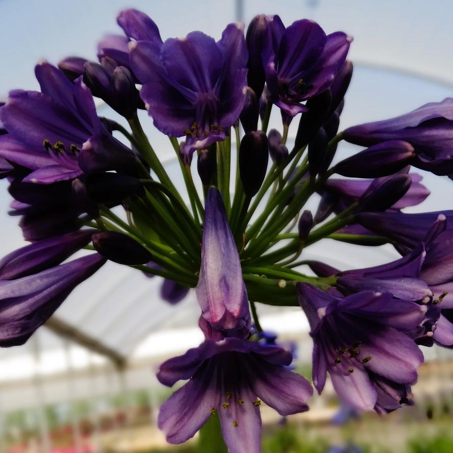 Agapanthus hybrid 'Ever Midnight™'