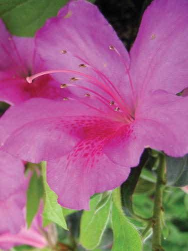 Rhododendron hybrid 'Pink Formosa'
