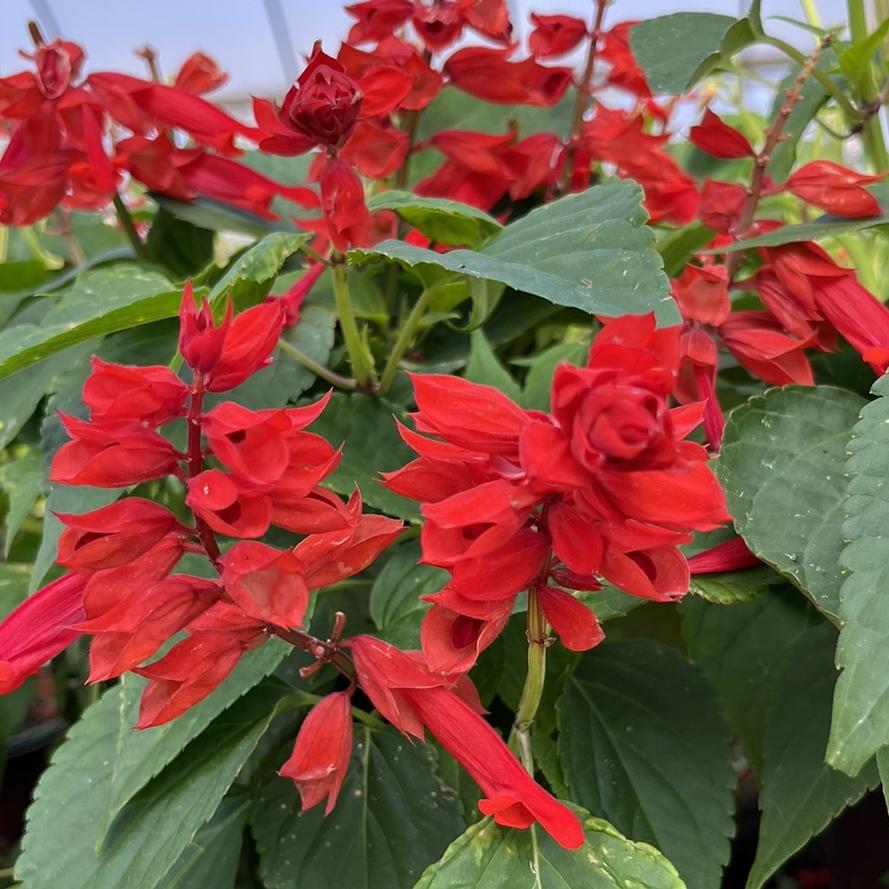 Salvia splendens Saucy™ 'Red'
