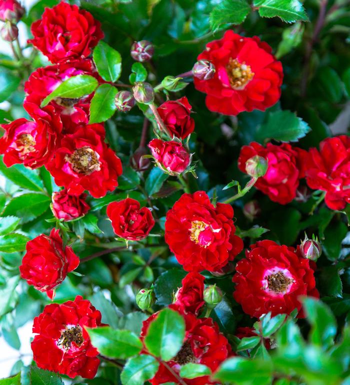 Rosa x 'It's A Breeze®'