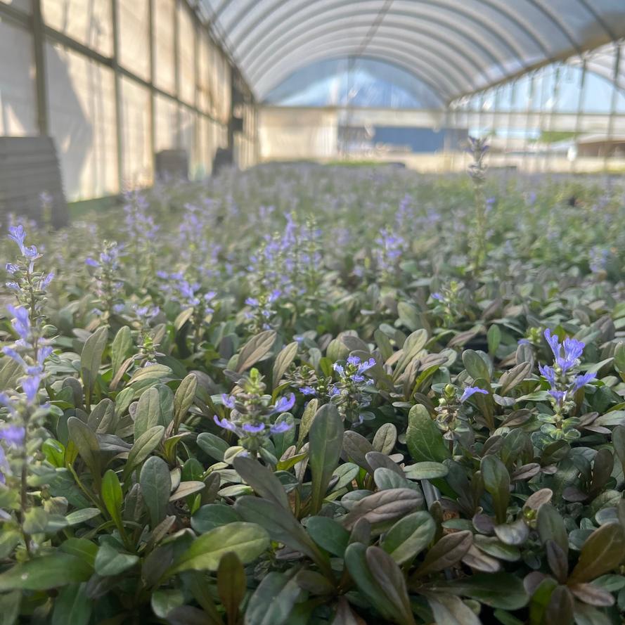 Ajuga reptans 'Chocolate Chip'