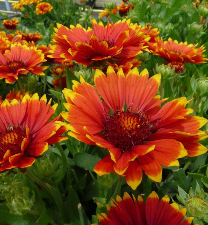 Gaillardia x grandiflora REALFLOR® 'Sunset Flash'