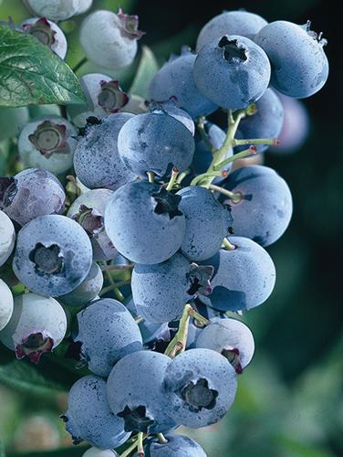 Vaccinium ashei 'Becki Blue'