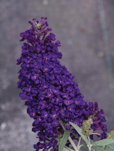 Buddleia hybrid BUZZ™ 'Midnight'
