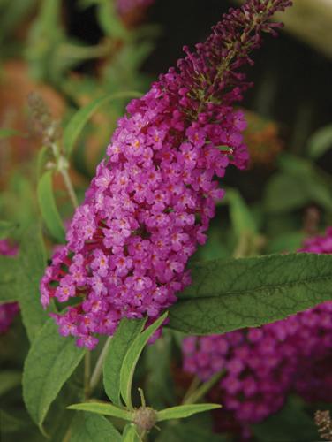 Buddleia hybrid BUZZ™ 'Purple'