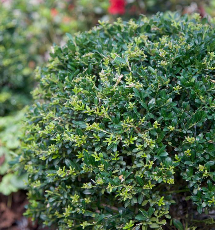 Ilex hybrida 'Low Rider™'