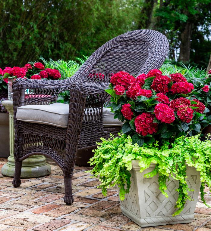 Hydrangea macrophylla 'Heart Throb®'