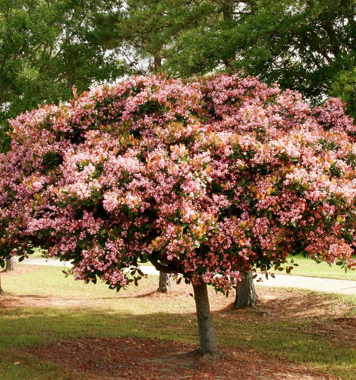 Raphiolepis indica 'Rosalinda®'