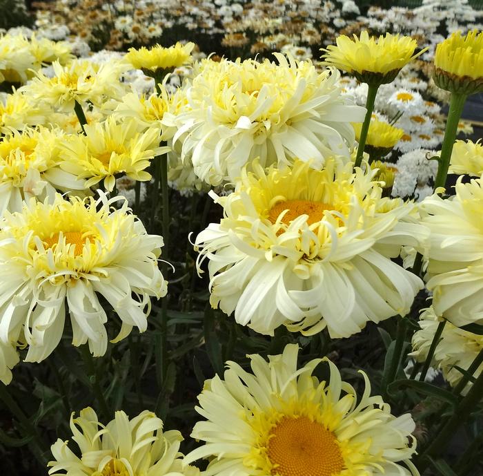 Leucanthemum x superbum REALFLOR® 'Real Charmer'