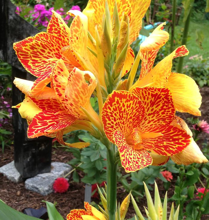 Canna x generalis 'Canna Maui Punch'
