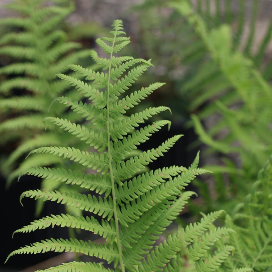 Thelypteris kunthii ''