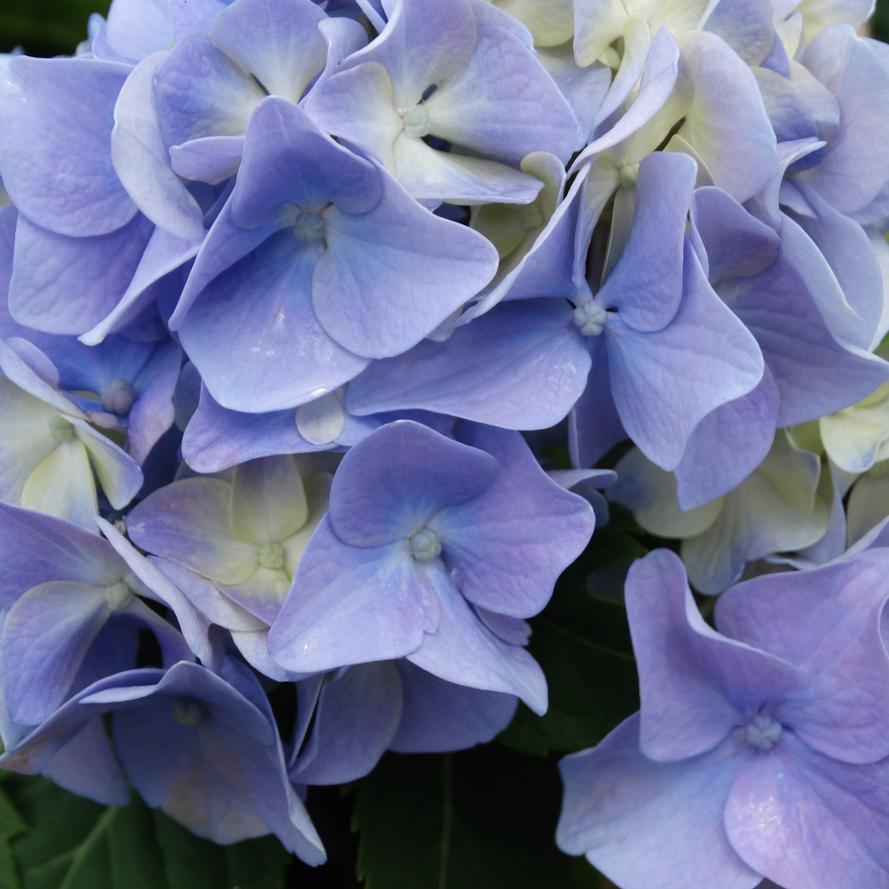 Hydrangea macrophylla 'Mini Penny&trade;'
