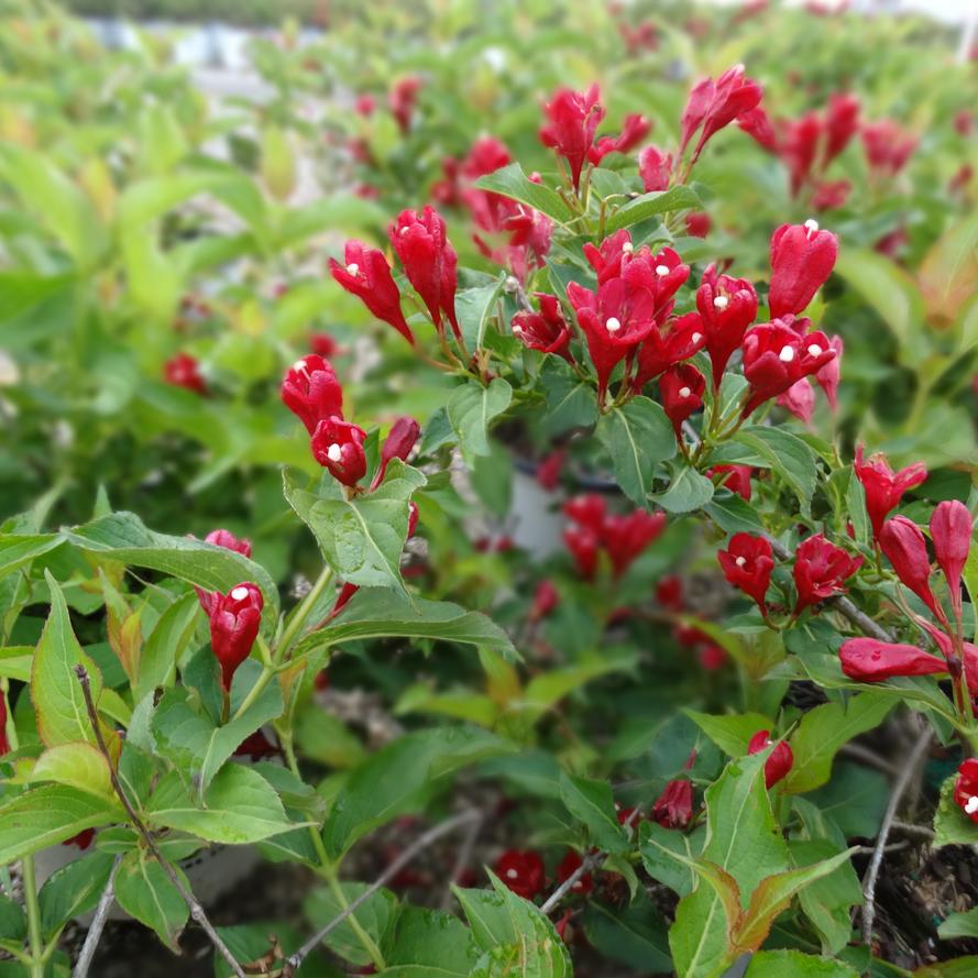 Weigela florida Sonic Bloom® 'Red'