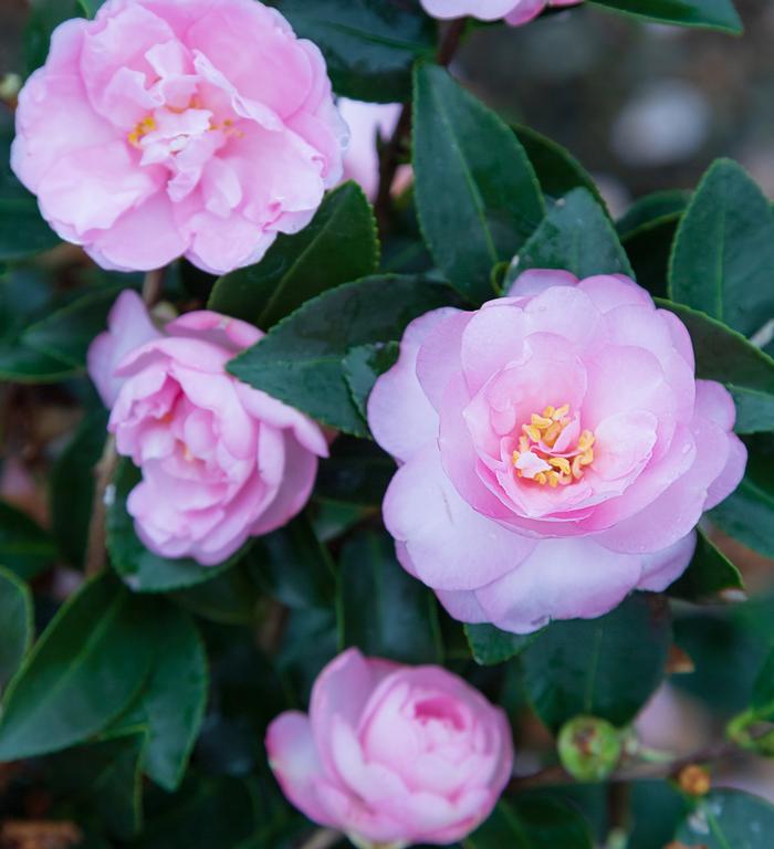 Camellia sasanqua 'Light Pink Shi Shi'