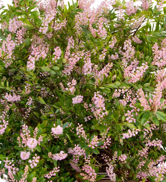 Cliftonia monophylla 'Pink Power'