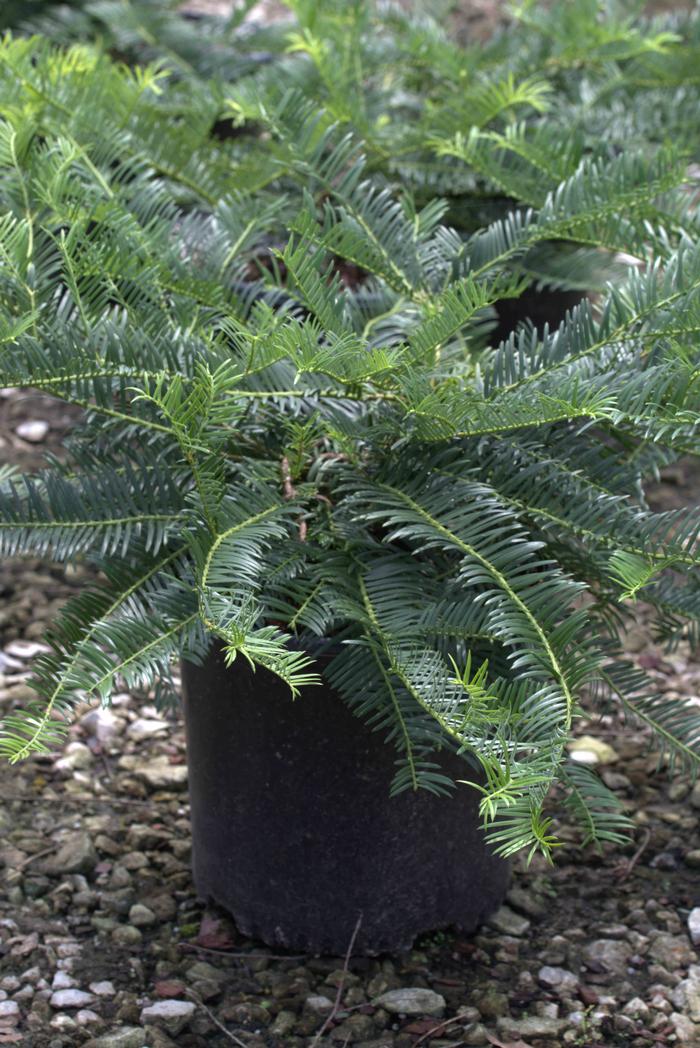 Cephalotaxus harringtonia 'Prostrata'