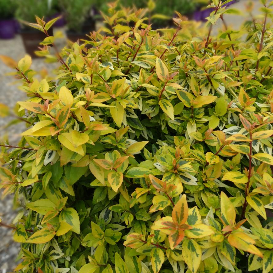 Abelia x grandiflora 'Kaleidoscope'