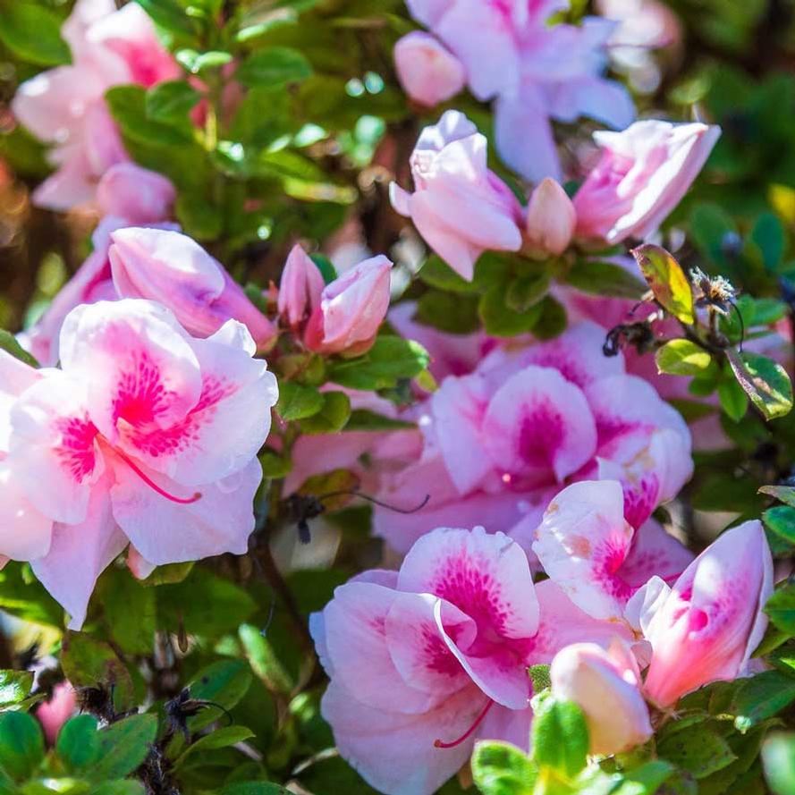 Rhododendron hybrid Encore® 'Autumn Belle®'
