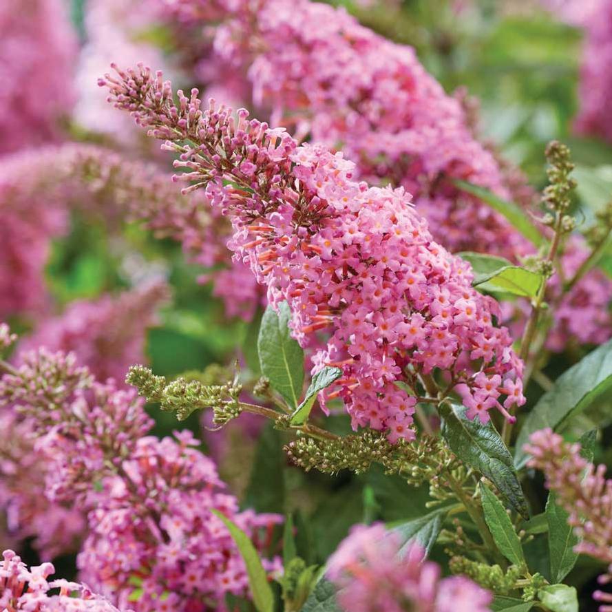 Buddleia davidii Butterfly Candy® 'Li'l Taffy™'