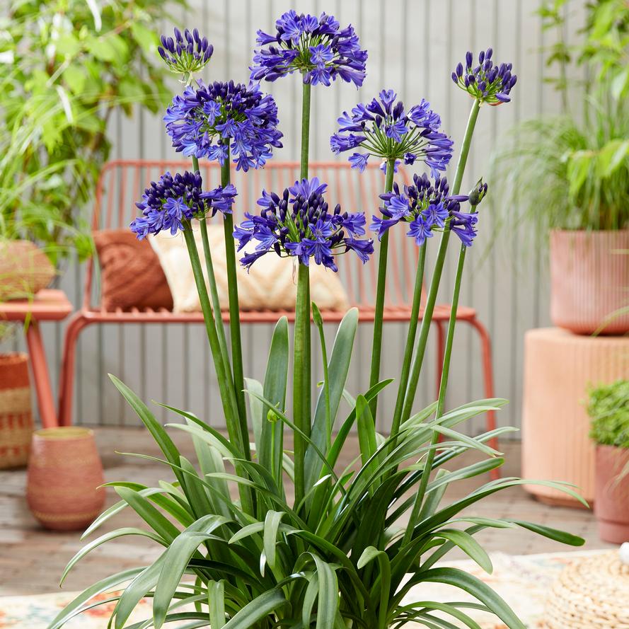 Agapanthus hybrid 'Ever Sky Light™'