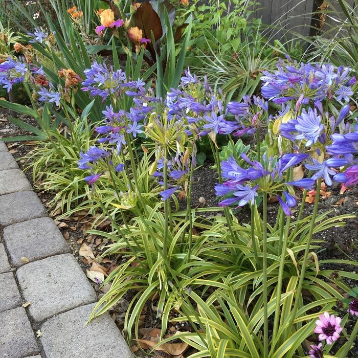 Agapanthus africanus 'Neverland'