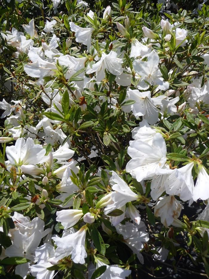Rhododendron hybrid 'Mrs. G.G. Gerbing'