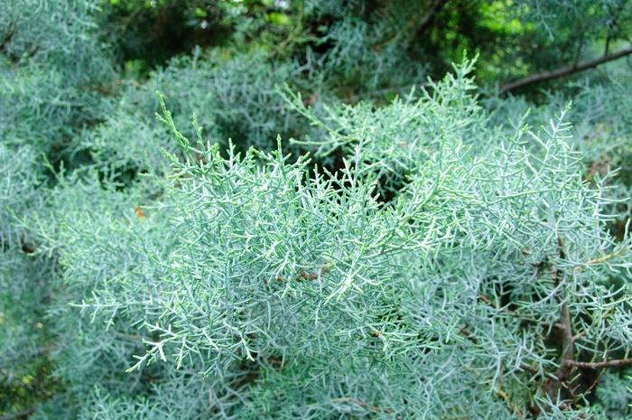 Cupressus arizonica ''