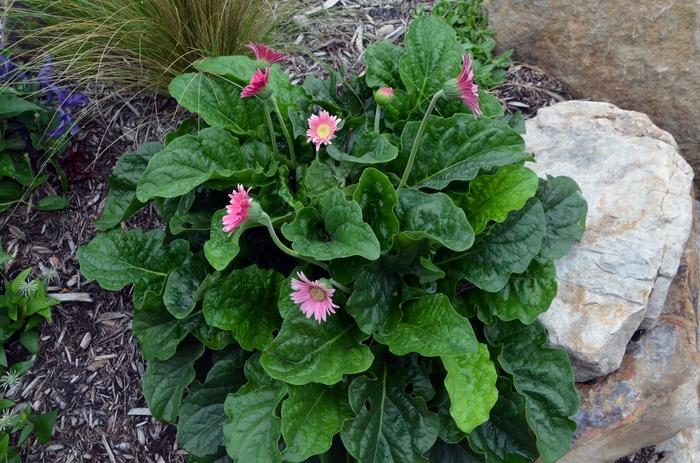 Gerbera hybrid 'Carmine'