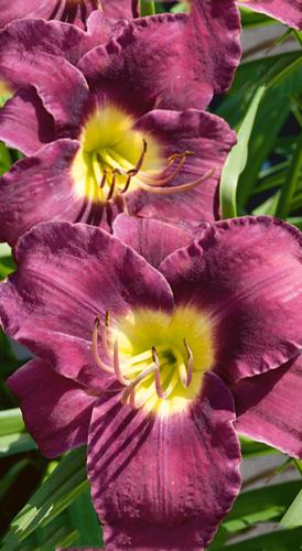 Hemerocallis 'Purple de Oro'
