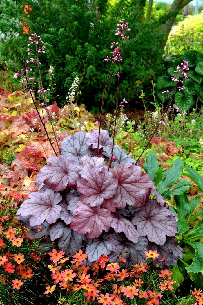 Heuchera x 'Georgia Plum'