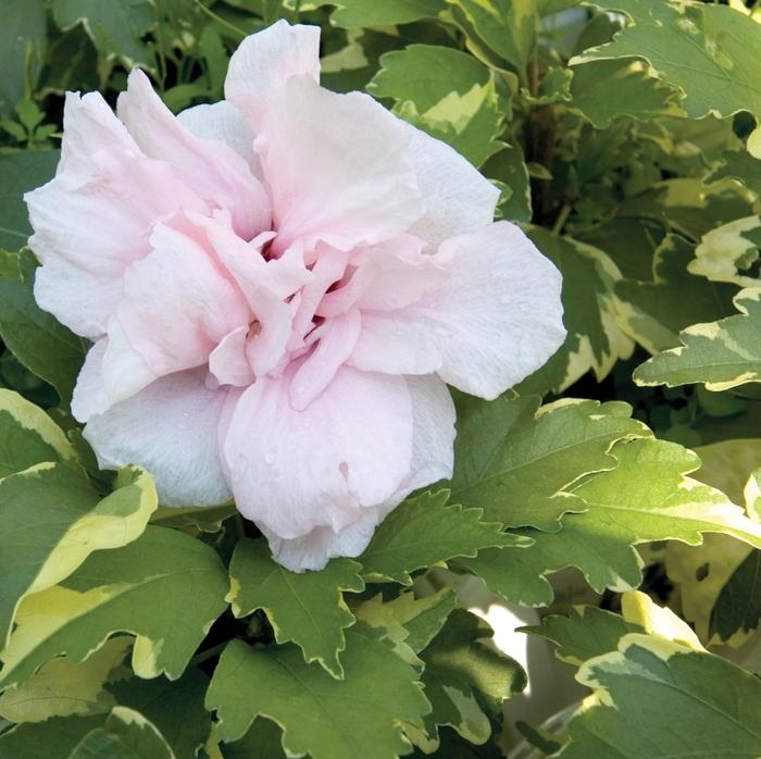 Hibiscus syriacus 'Sugar Tip®'