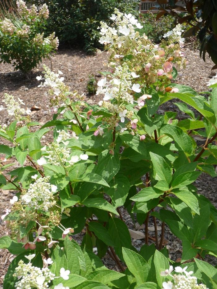 Hydrangea paniculata 'Pinky Winky®'