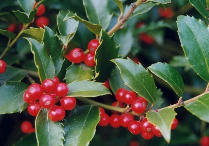 Ilex x 'Nellie R. Stevens'