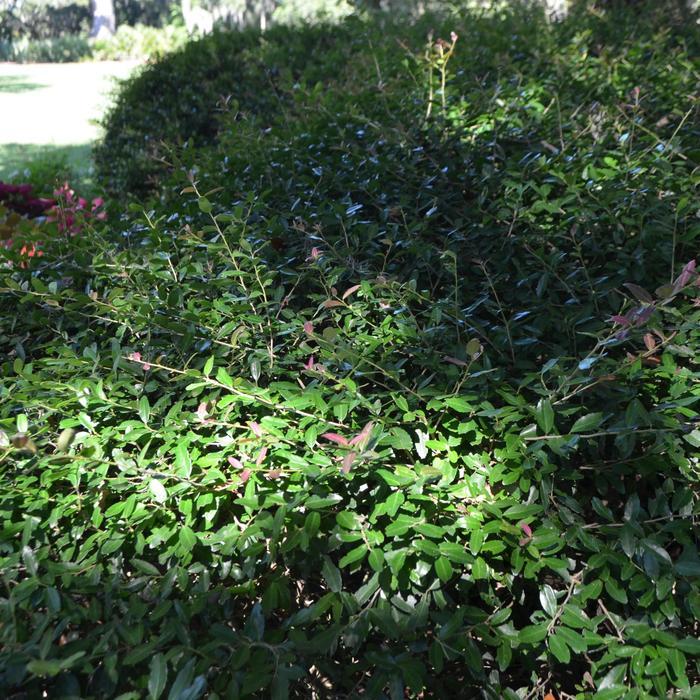 Ilex vomitoria 'Nana'