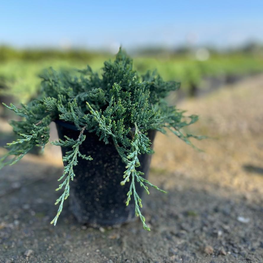 Juniperus horizontalis 'Blue Rug'
