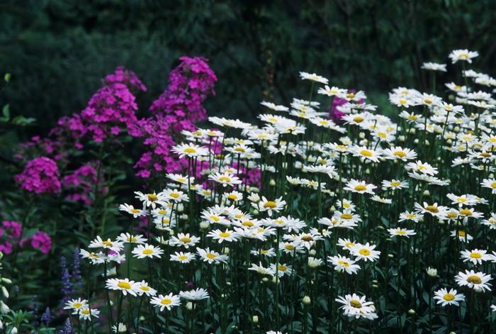 Leucanthemum x superbum 'Becky'