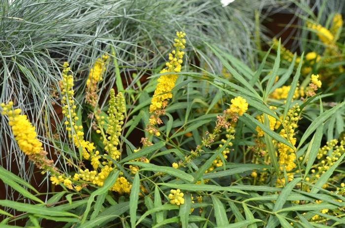 Mahonia eurybracteata 'Soft Caress'