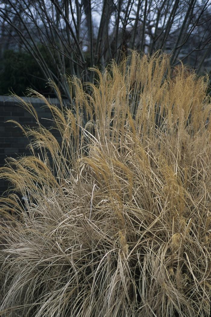 Miscanthus sinensis 'Adagio'
